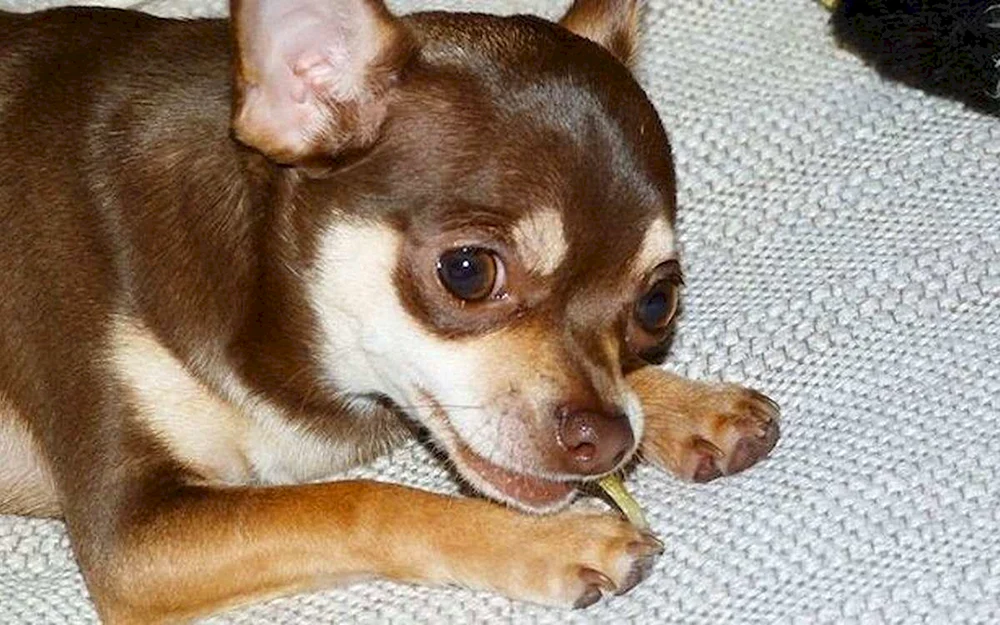 Chihuahua Ponytail