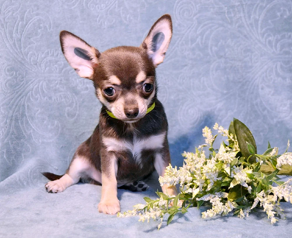 Chihuahua gefleckte Farbe
