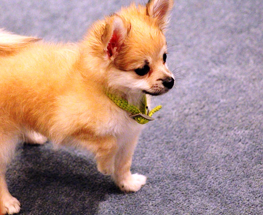 Chihuahua Pomchi