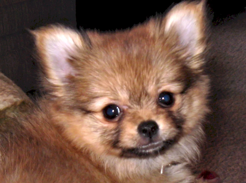Chihuahua Pomchi