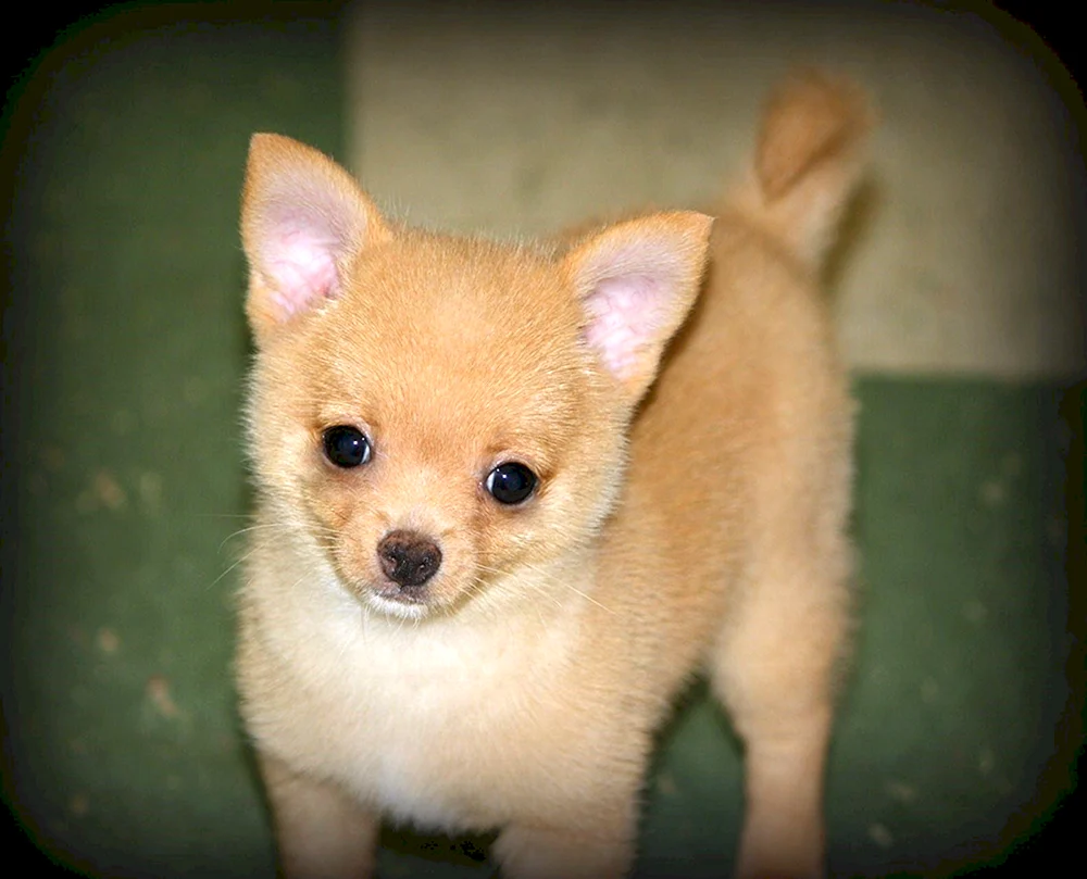 Chihuahua Pomchi