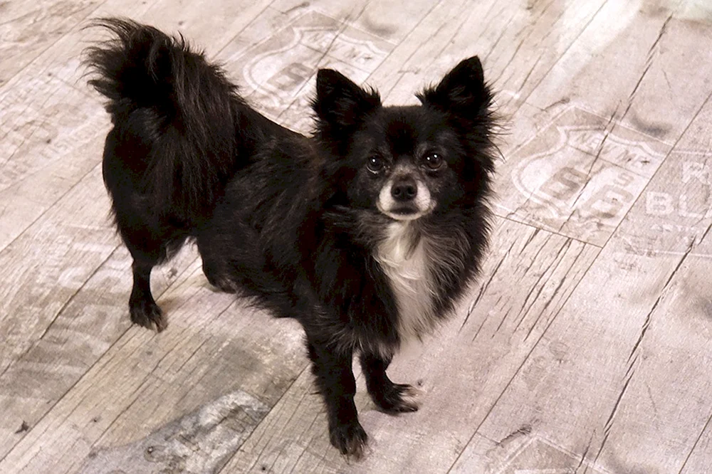 Chihuahua Pomchi