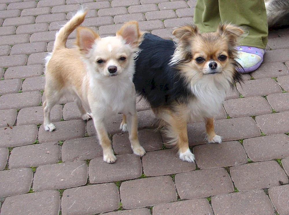 Chihuahua pomchi
