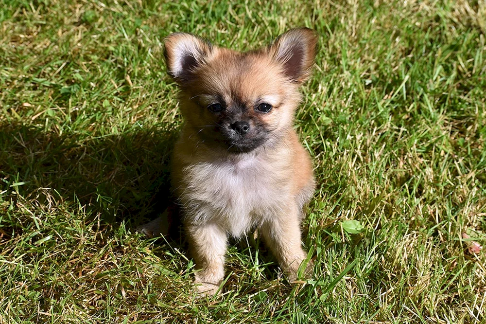 Weißer Chihuahua métis