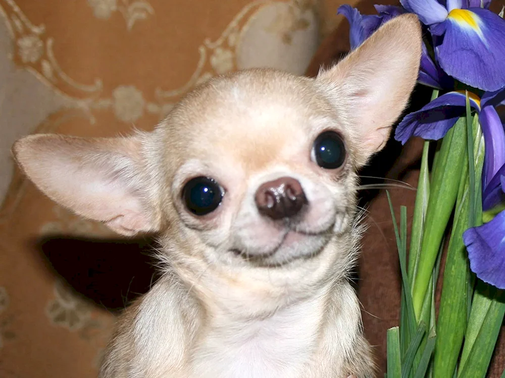 Chihuahua Perlenäugig