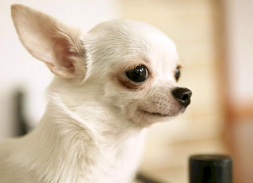 Chihuahua Poopy