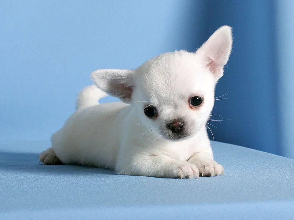 Chihuahua Welpe