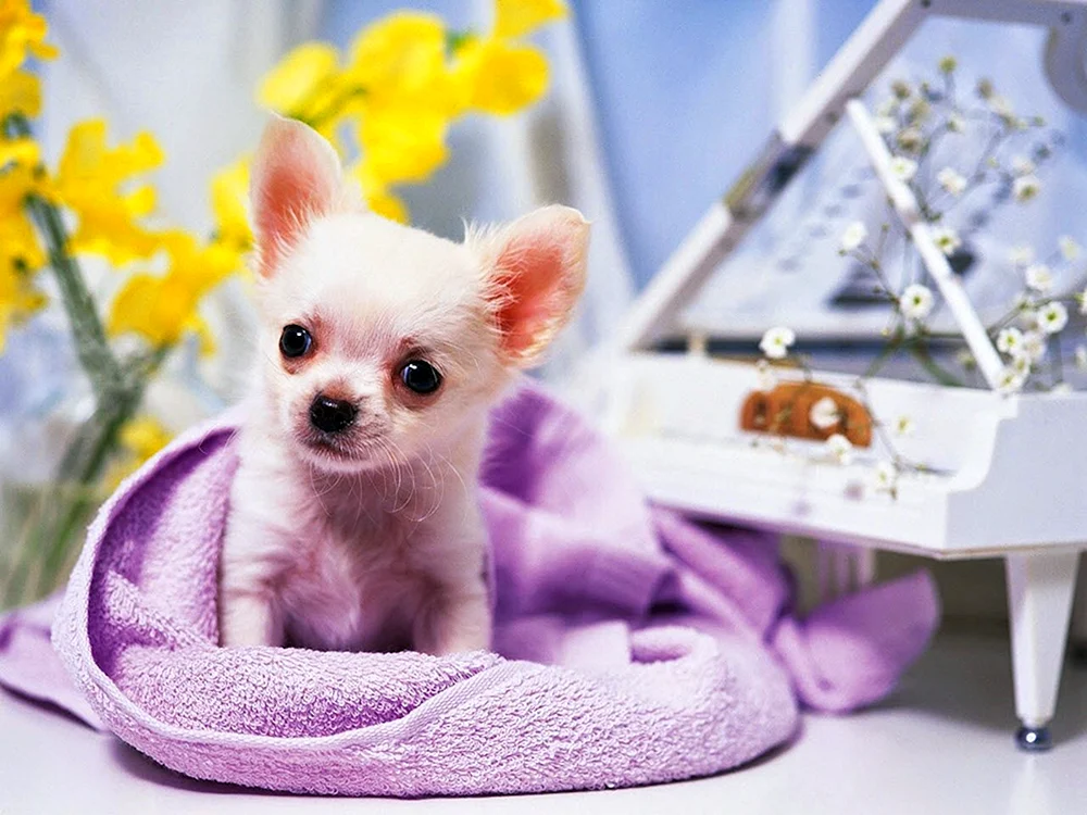 Chihuahua Poohpie