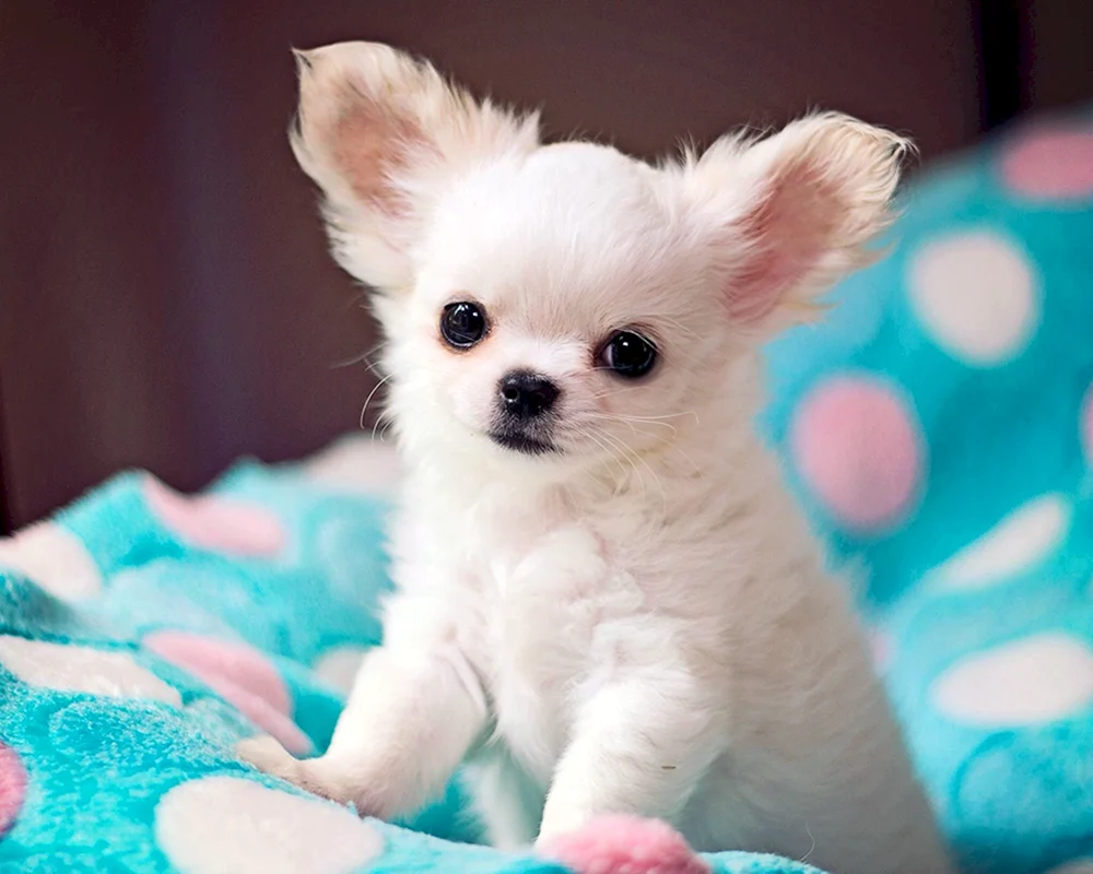 Chihuahua Welpe