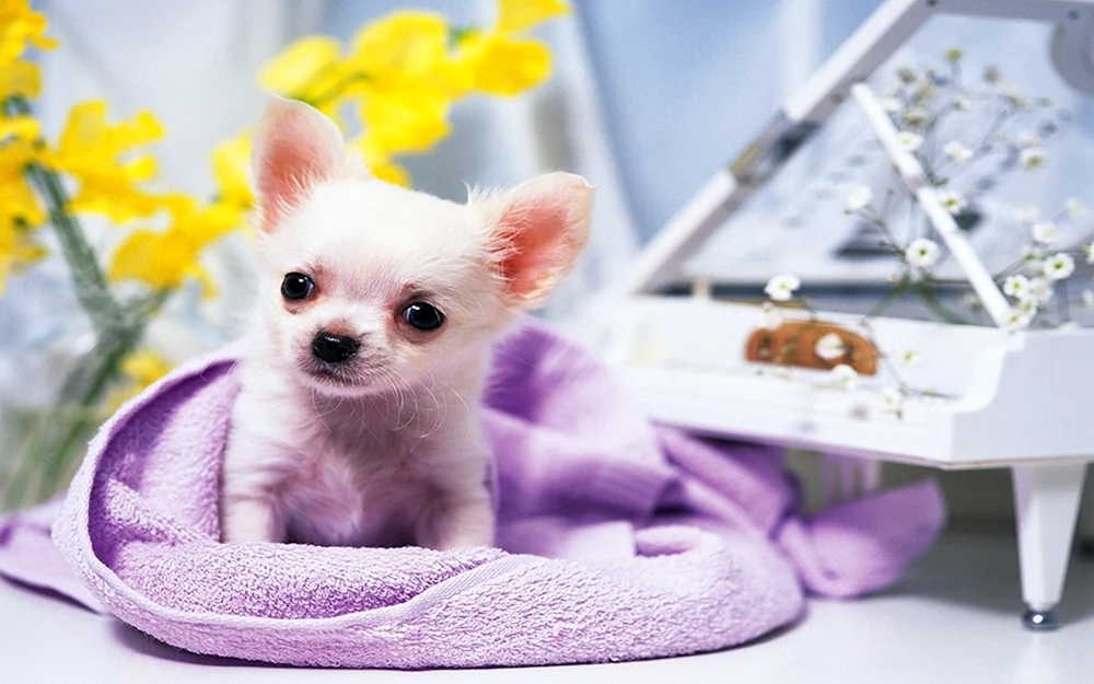 Pomeranian spitz dwarf