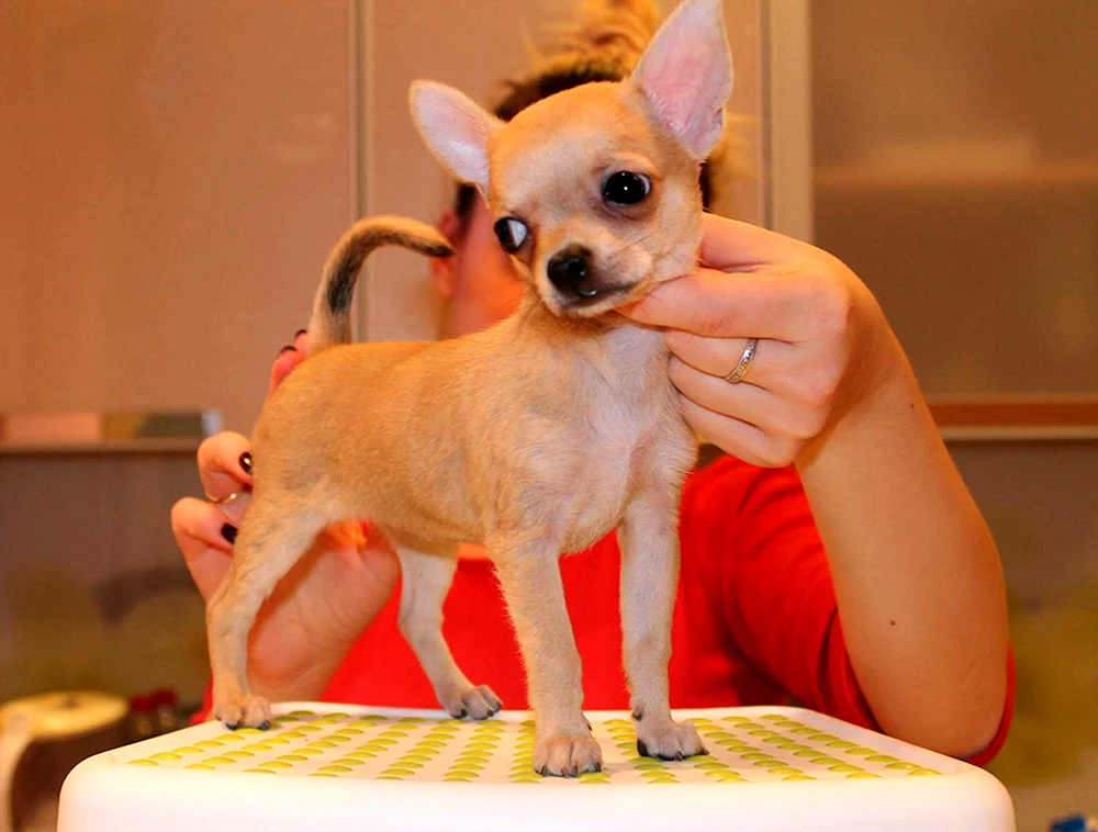 Chihuahua Hund