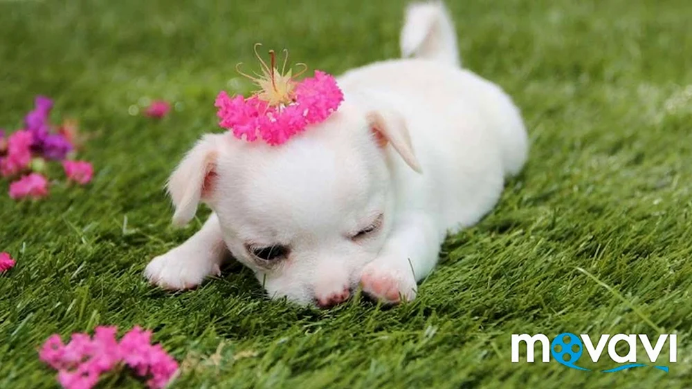 Chihuahua Welpe