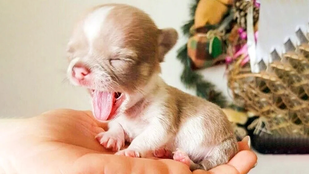 Chihuahua Puppi