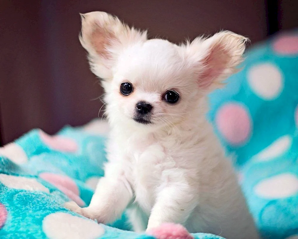 Fluffy Pappy