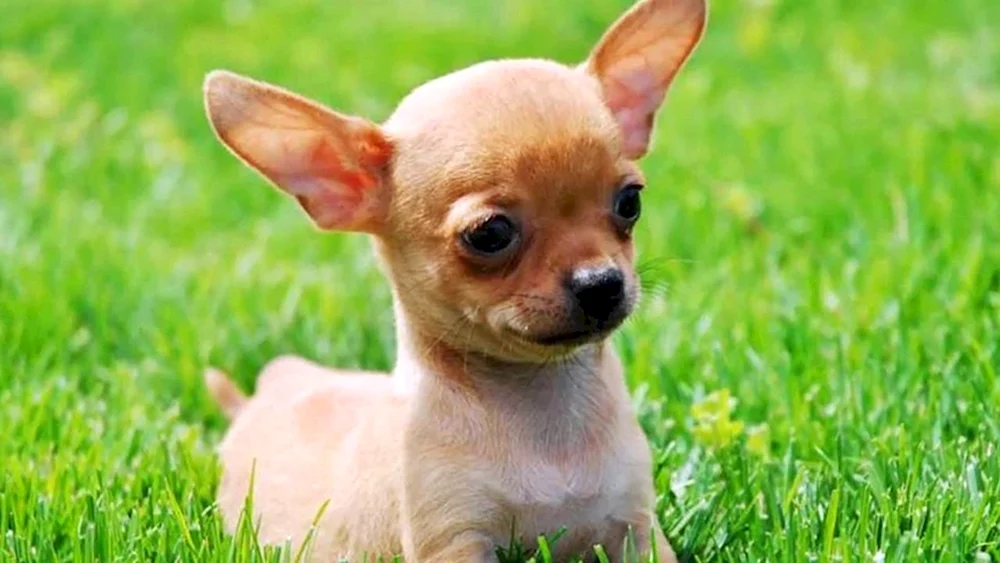 Pomeranian Spitz