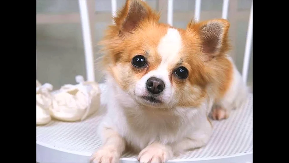 Chihuahua Welpe