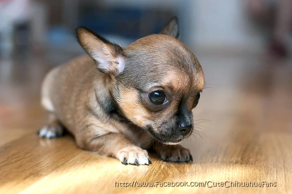 Mini Toychiks. Taschenhunde