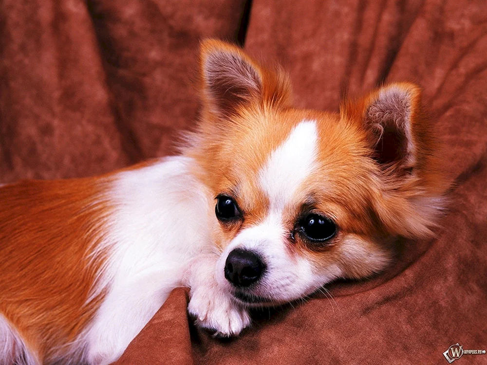 Chihuahua Russell Red
