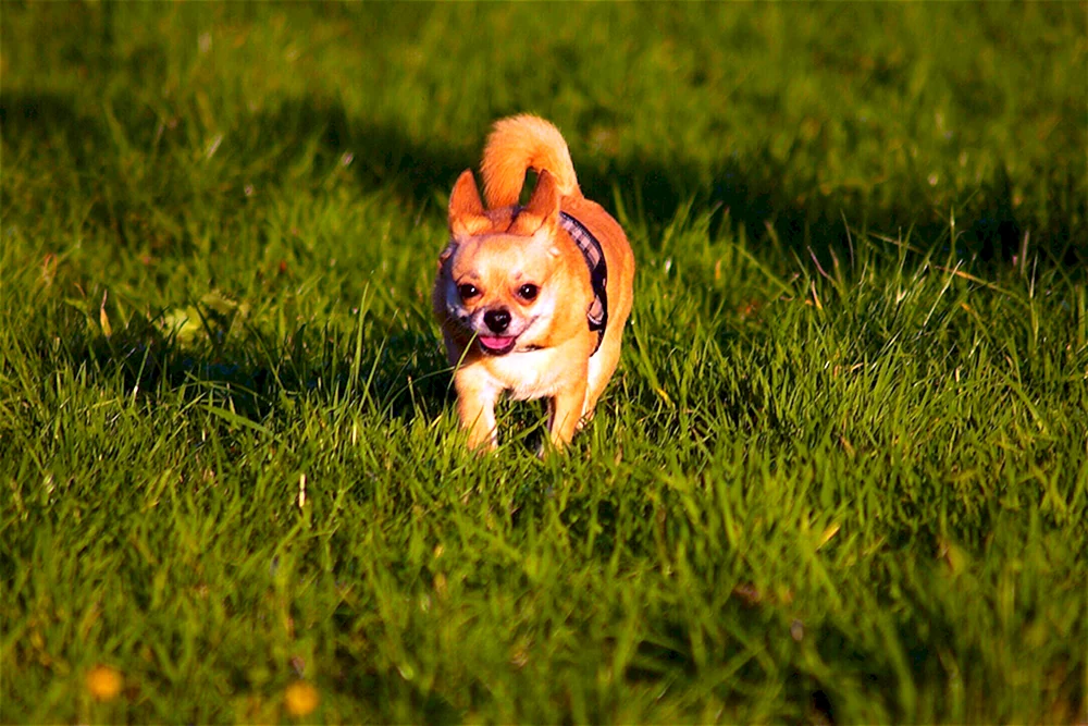 Chihuahua rot