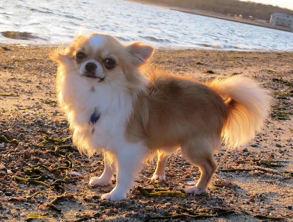 Chihuahua Standard langhaarig