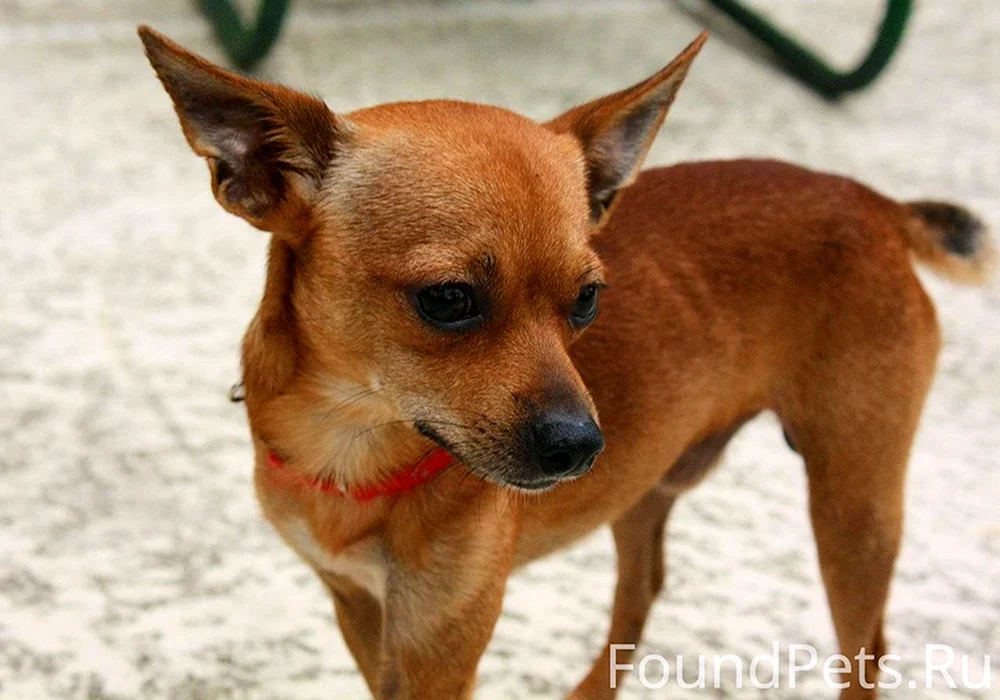Chihuahua rot-glatthaarig