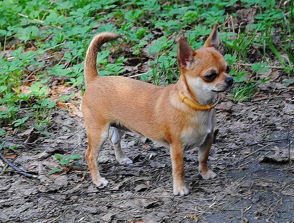 Chihuahua rot glatthaarig