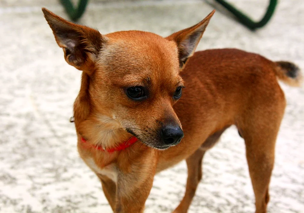 Chihuahua langhaarig