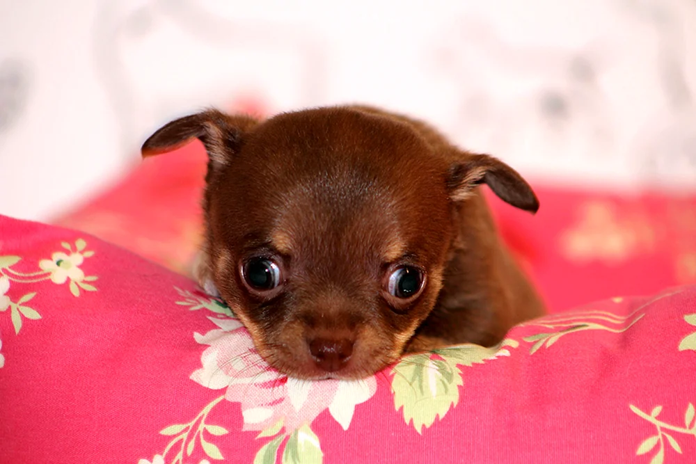 Chihuahua zobel langhaarig
