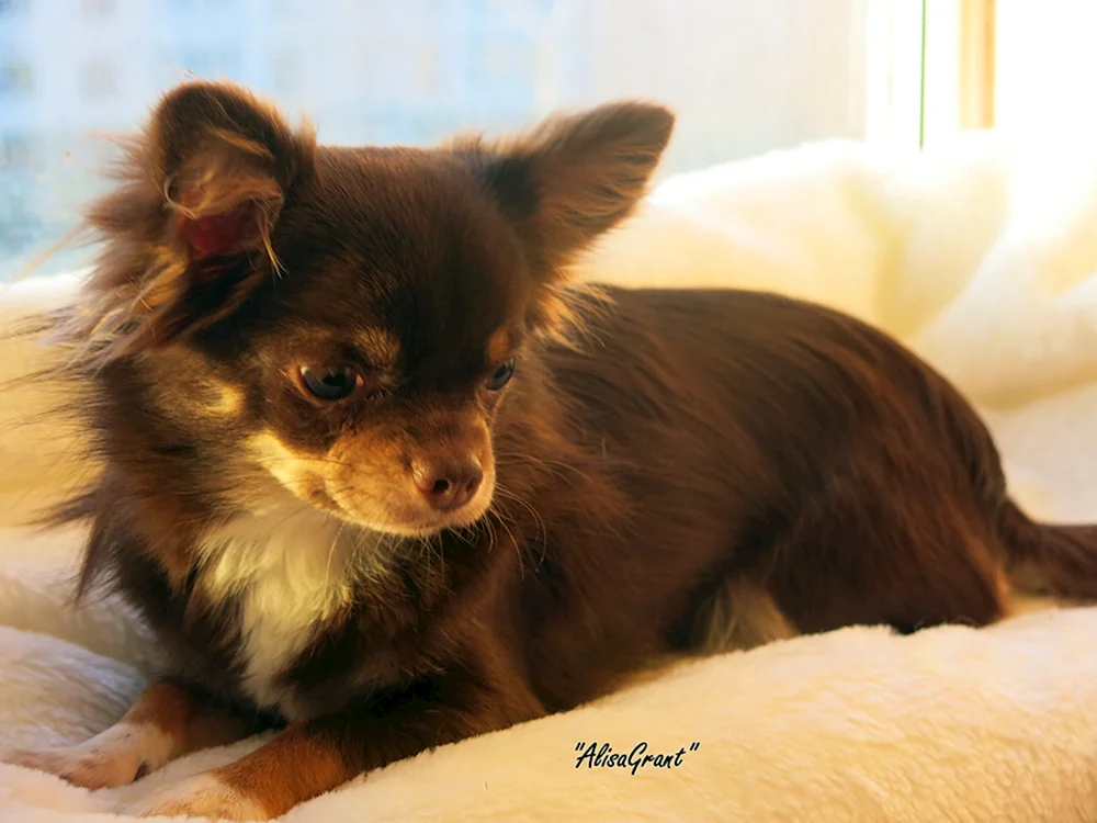Chihuahua kurzhaarig