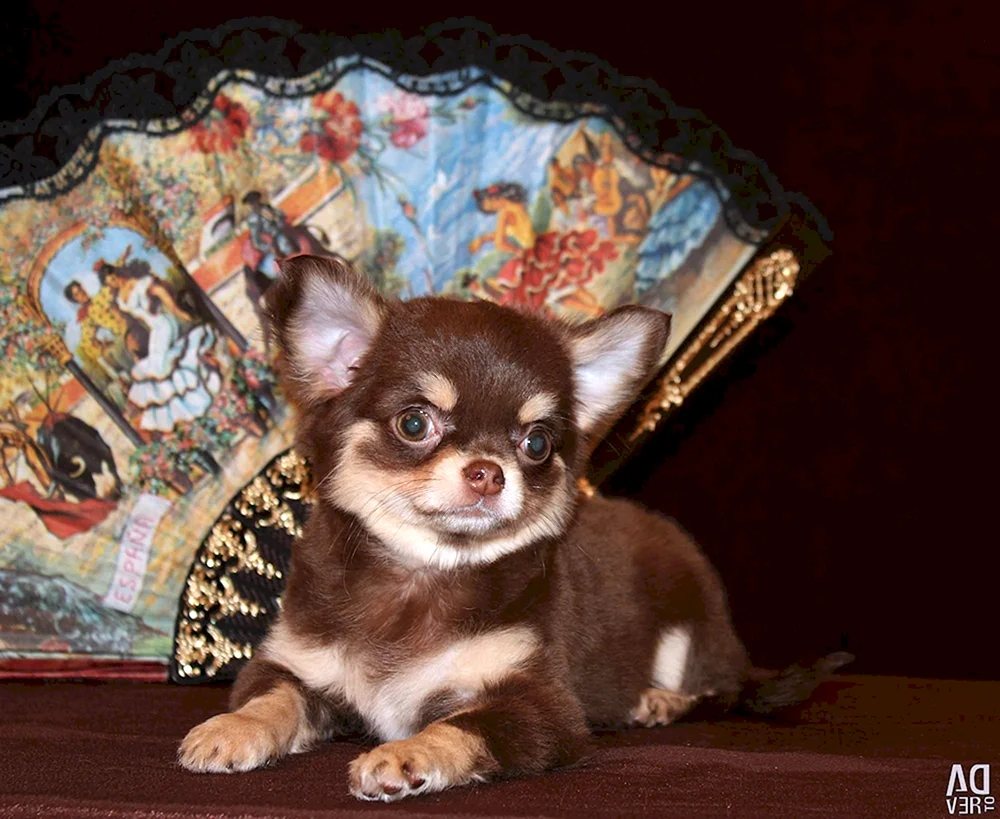 Chihuahua schokoladig gesprenkelt
