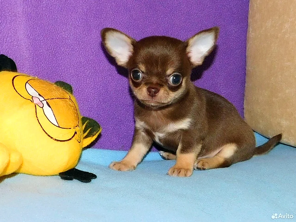 Chihuahua glatt-haarig