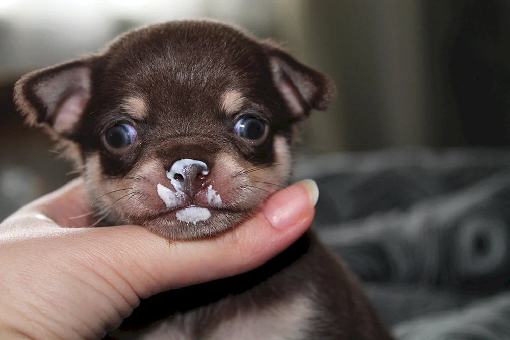 Chihuahua gesprenkelt
