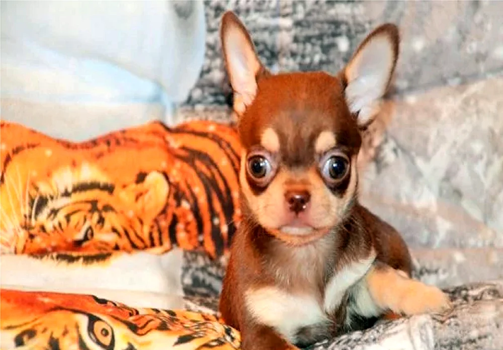 Chihuahua chocolate glatthaarig