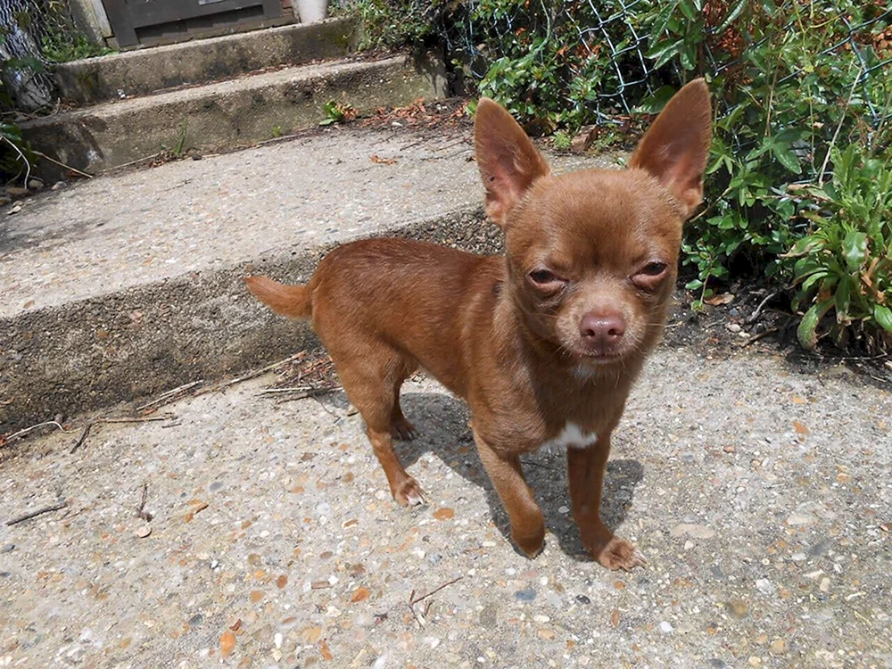 Chihuahua chocolate Reh