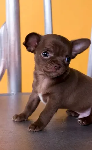 Chihuahua chocolate glatthaarig