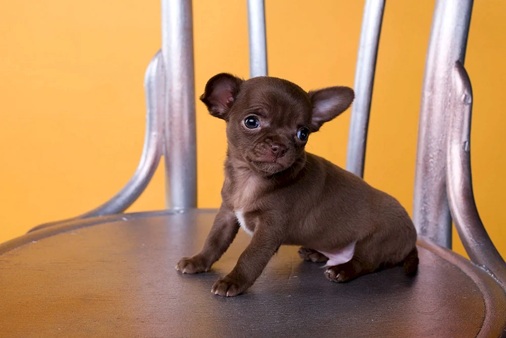 Chihuahua chocolate glatthaarig