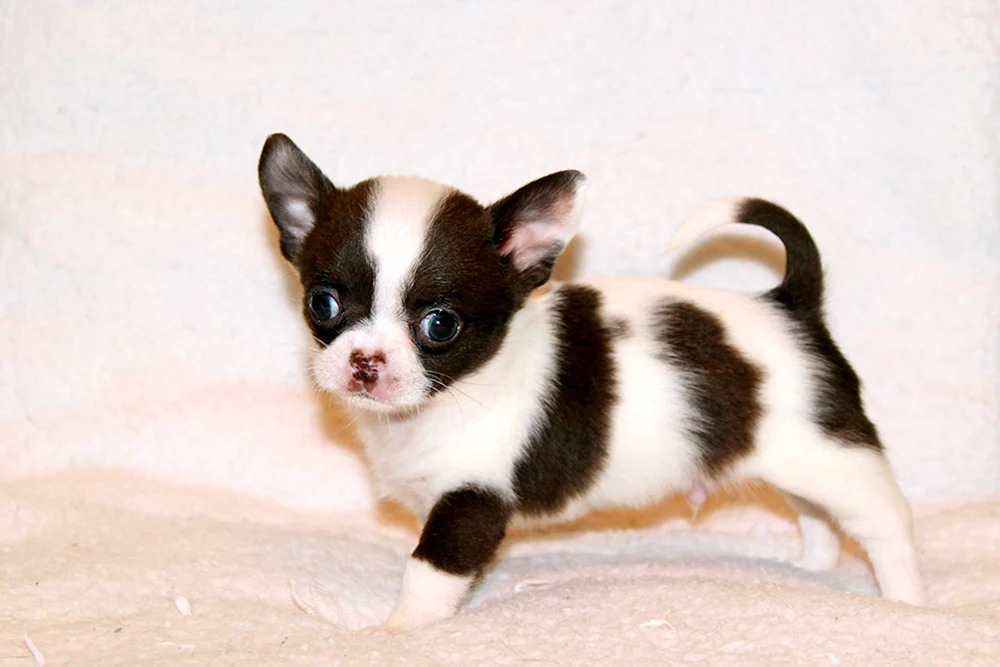 Chihuahua chocolate glatthaarig