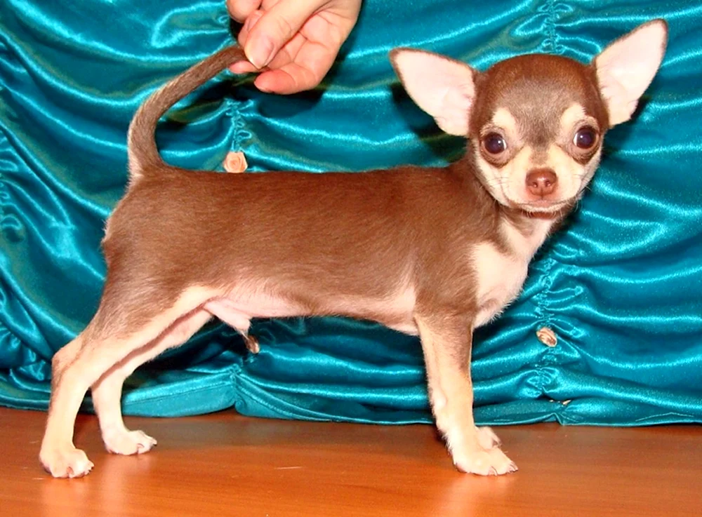 Chihuahua chocolate glatthaarig
