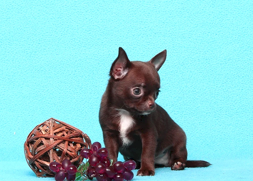 Chihuahua chocolate glatthaarig