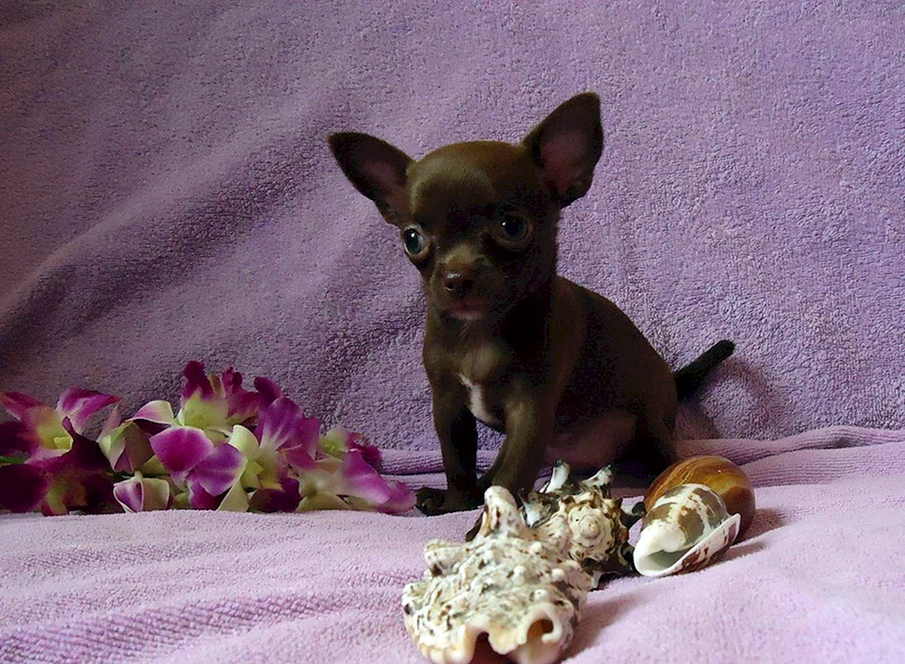 Chihuahua chocolate glatthaarig