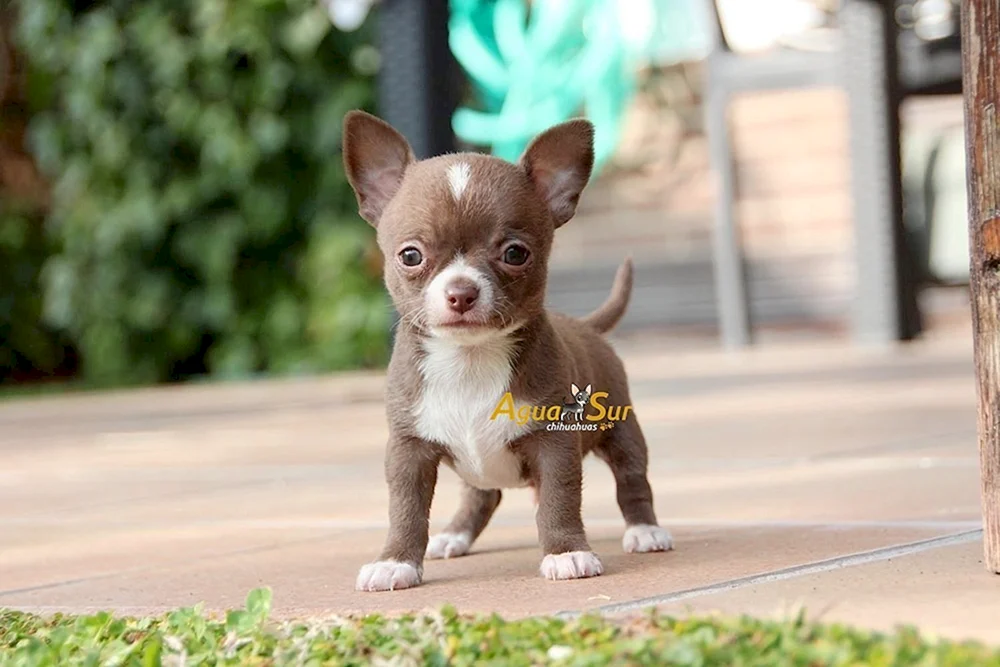 Chihuahua chocolate glatthaarig