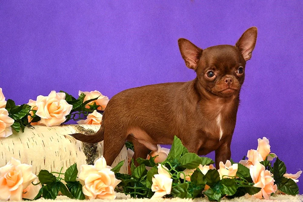 Chihuahua schokoladenbraun