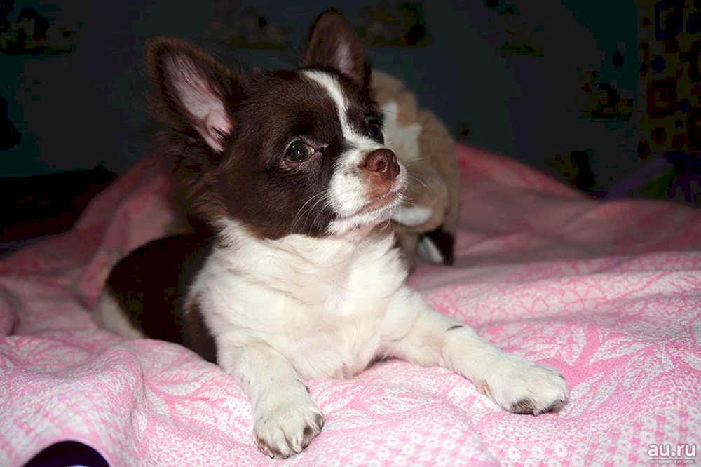 Chihuahua schokolade Chihuahua schokoladig