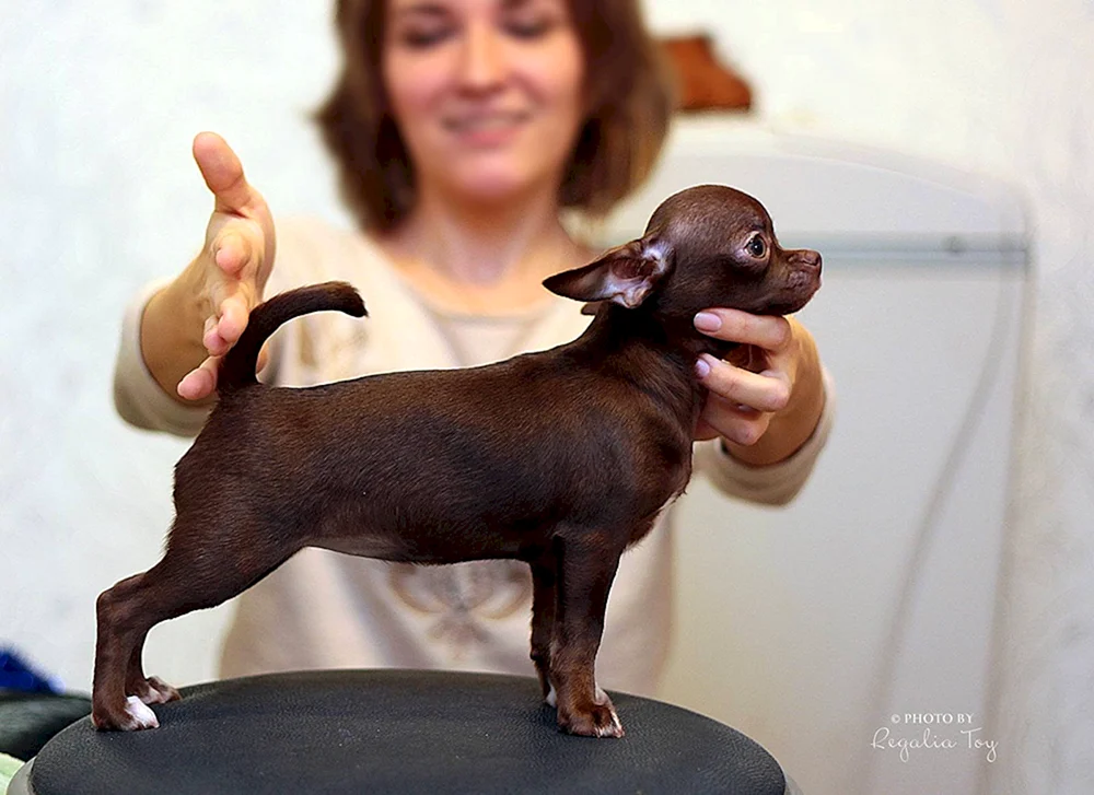 Chihuahua langhaarig schokoladig