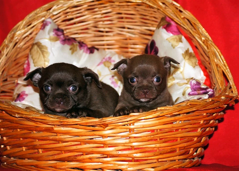 Chihuahua langhaarig braun