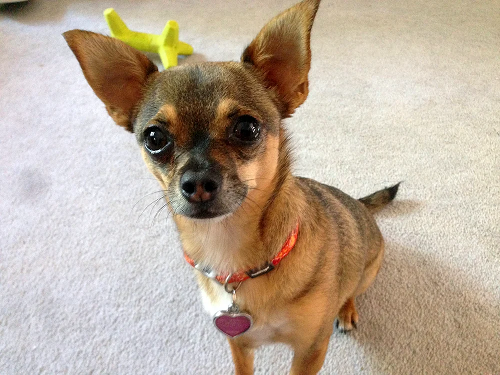 Chihuahua gekreuzt