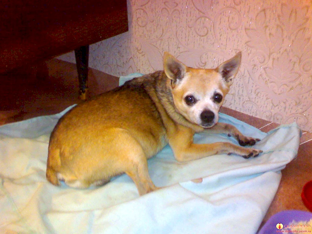 Chihuahua pomchi