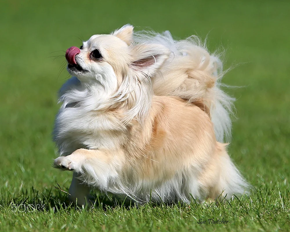 Mexikanischer Chihuahua langhaarig