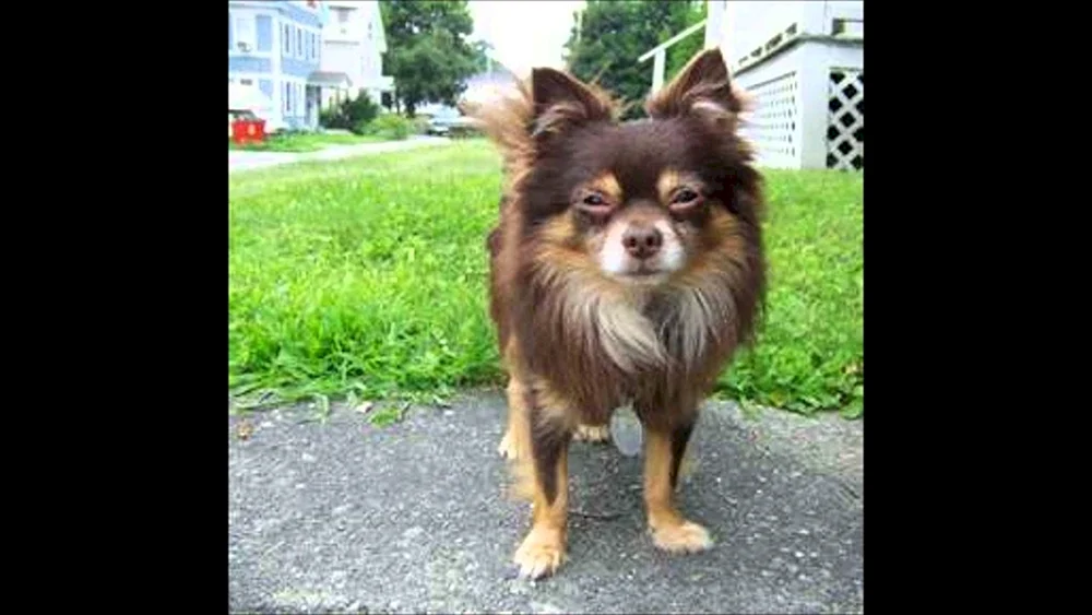 Chihuahua Cobbies langhaarig