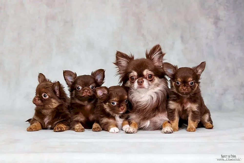 Chihuahua schokoladenglatt